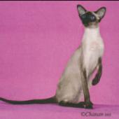 ras kucing siam