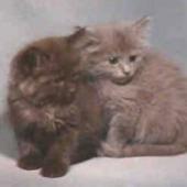 ras kucing tiffany