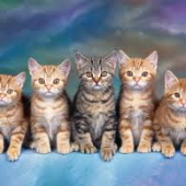 contoh warna kucing tabby