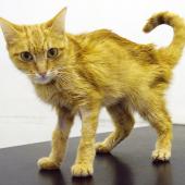 kucing gagal ginjal