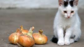 bawang berbahaya bagi kucing
