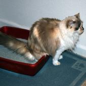 kucing susah kencing, kucing kencing berdayah